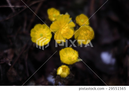 軟Fukushigusu 29551565