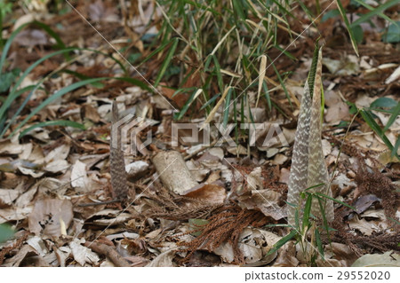 Natural plant Musashi Bumi, new buds have grown from the ground Nyokinogi ① 29552020