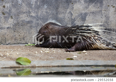 Porcupine sleep on the ground. 29552038