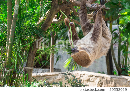 Sloth hang on the tree and eating cowpea. Sloth hang on the tree and eating cowpea. 29552039