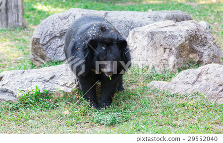 Bear on nature with copy space. 29552040
