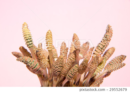 春天的春天 春天的春天 29552679