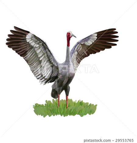 Sarus Crane bird spread the wings on green grass Sarus Crane bird spread the wings on green grass 29553765