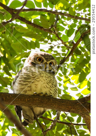 Spotted Owlet (Athene Brama) on the tree. 29554412