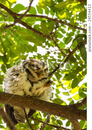 Spotted Owlet (Athene Brama) on the tree. 29554413
