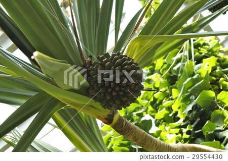 Affiliation Affiliation 29554430