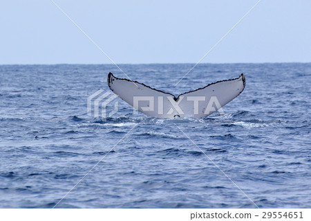 Naha's Whale Watching Humpback Whale 29554651
