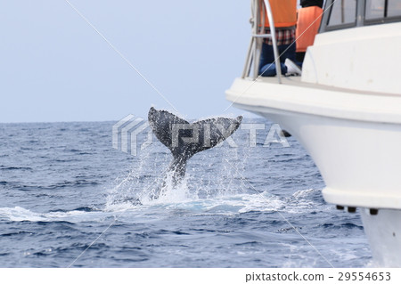 Naha's Whale Watching Humpback Whale Naha's Whale Watching Humpback Whale 29554653