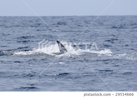 Naha's Whale Watching Humpback Whale Naha's Whale Watching Humpback Whale 29554666