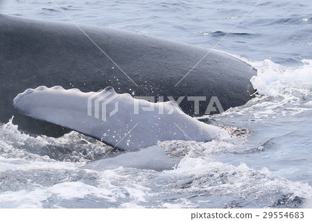Naha's Whale Watching Humpback Whale 29554683
