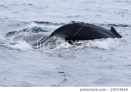 Naha's Whale Watching Humpback Whale 29554684