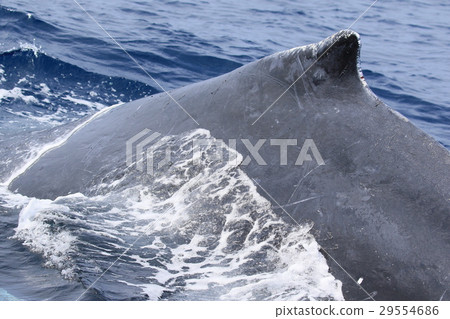 那霸鯨看駝背鯨 29554686