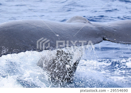 Naha's Whale Watching Humpback Whale 29554690