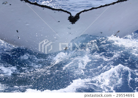 Naha's Whale Watching Humpback Whale 29554691