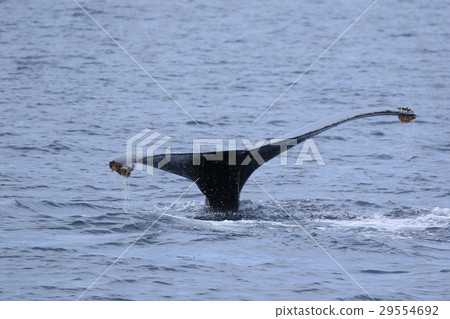 那霸鯨看駝背鯨 29554692