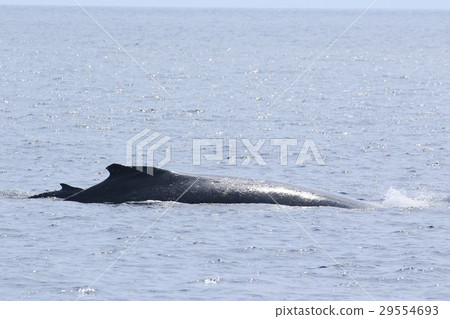 Naha's Whale Watching Humpback Whale Naha's Whale Watching Humpback Whale 29554693