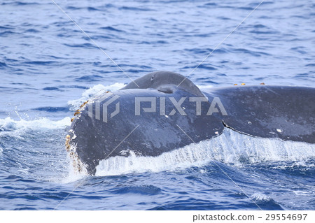 Naha's Whale Watching Humpback Whale 29554697