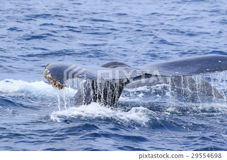 Naha's Whale Watching Humpback Whale 29554698