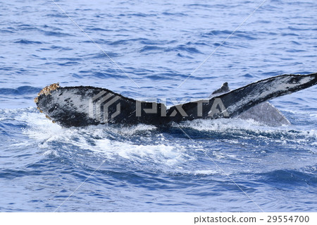 那霸鯨看駝背鯨 29554700