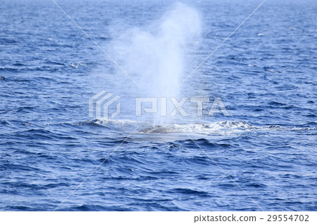 那霸鯨看駝背鯨 29554702