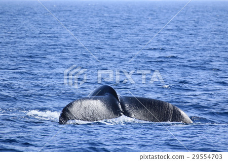 Naha's Whale Watching Humpback Whale 29554703