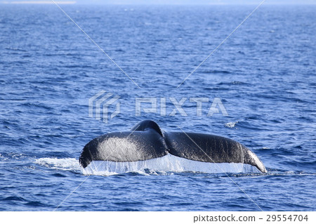 Naha's Whale Watching Humpback Whale Naha's Whale Watching Humpback Whale 29554704