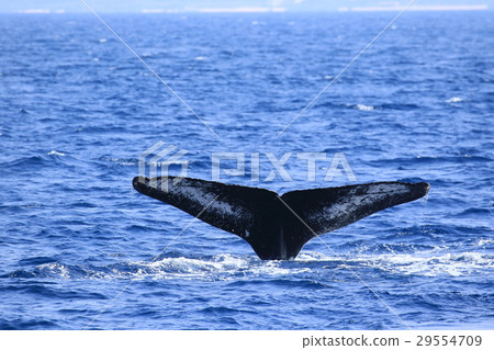 Naha's Whale Watching Humpback Whale Naha's Whale Watching Humpback Whale 29554709