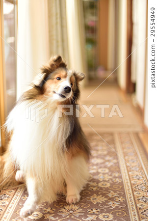 Sheltie 29554949