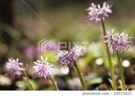 Flower of Shoddy Bakama 29555025