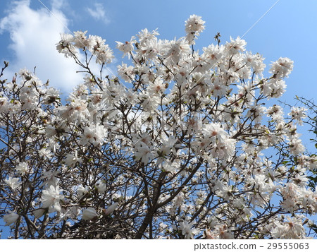 It is called Shidecabushi or Pleurotus. Flower language is "friendship" "fraternity". It is fascinated by its splendid and elegant atmosphere. 29555063