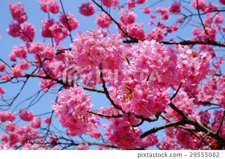 櫻花·橫濱henshura 29555082