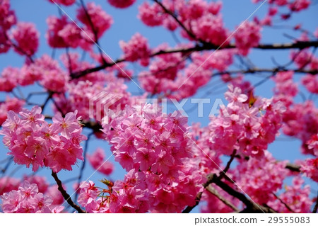 櫻花·橫濱henshura 29555083