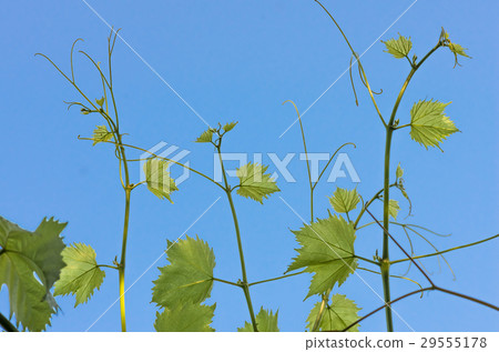 green leaves of grapes on a background of blue sky 29555178