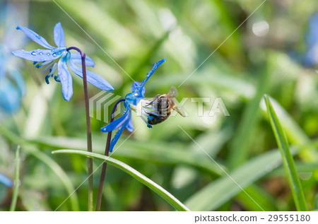Bee on a blue flower spring snowdrop Scilla Squill Bee on a blue flower spring snowdrop Scilla Squill 29555180