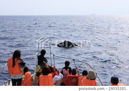 Naha's whale watching Naha's whale watching 29555281