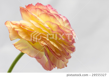 Flower, Ranunculus 29555327