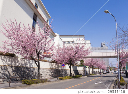 名古屋市東區都市風景白牆金城學院高中和大谷櫻花 29555416