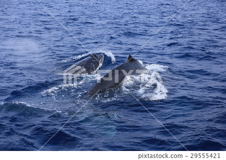Humping whale swimming in the East China Sea Humping whale swimming in the East China Sea 29555421