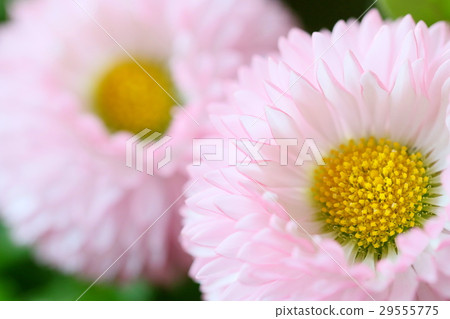 Tyrolean Daisy 29555775