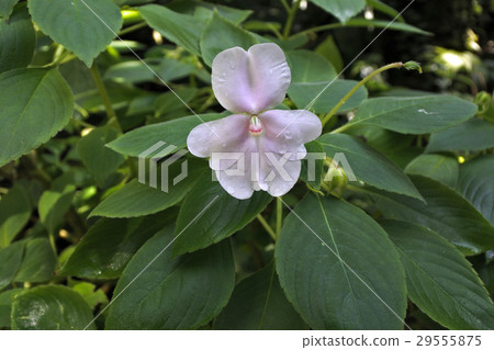 Impatiens · Henslowiana 29555875