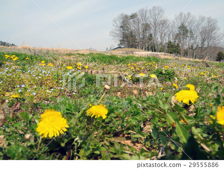 Dandelion blooming hill Dandelion blooming hill 29555886
