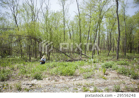 Wild vegetable yield Wild vegetable yield 29556248