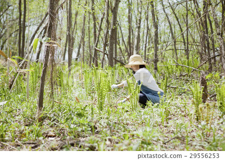 Wild vegetable yield 29556253