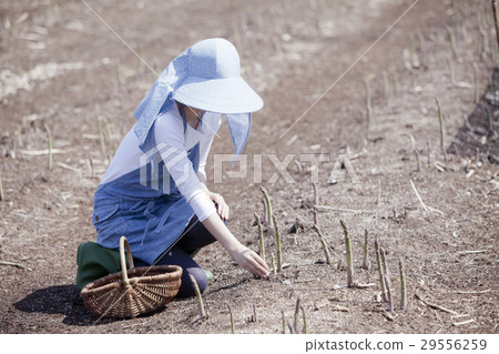 阿斯帕拉農民 29556259