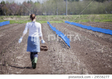 阿斯帕拉農民 29556277