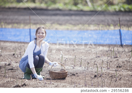 阿斯帕拉農民 29556286