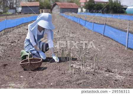 阿斯帕拉農民 29556311