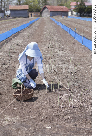 Aspara farmer Aspara farmer 29556313