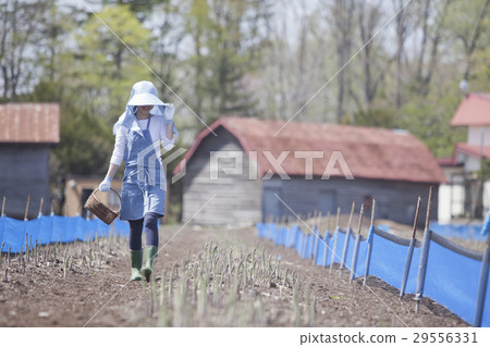 Aspara farmer Aspara farmer 29556331