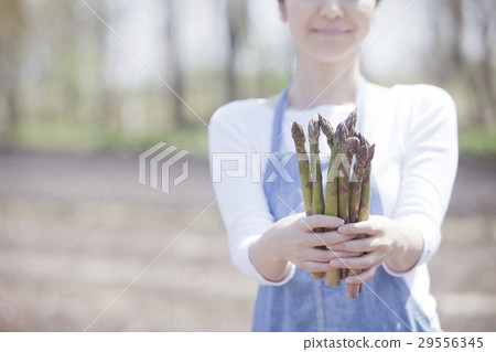 阿斯帕拉農民 29556345